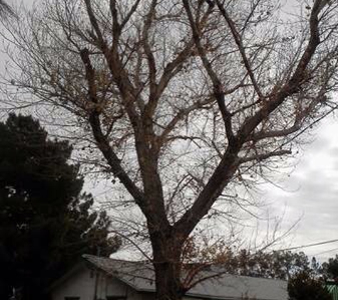 Fast Tree Service - North Las Vegas, NV