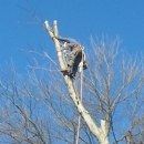 Nova Tree Service - Arborists