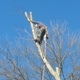 Nova Tree Service