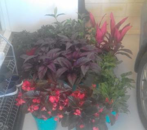 Birnam Nursery - Oakford, WA