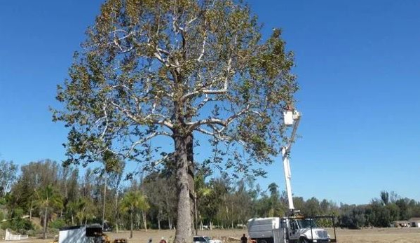 Kostos Tree Service - Lemon Grove, CA