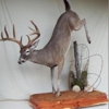 Wildlife Artistry Taxidermy gallery