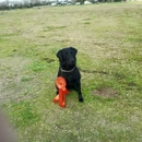 Ramblin Maxx Retrievers - Livestock Breeders