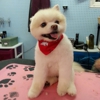 Blue Poodle Pet Grooming Salon gallery