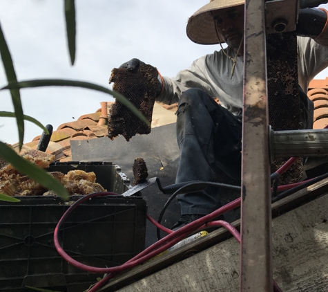 Oc Bee Guy - Anaheim, CA. Removal by roof