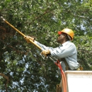 Heavens Tree Trimming LLC - Tree Service