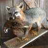 Redhead's Taxidermy gallery