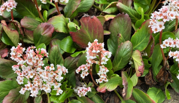 Center for Urban Horticulture - Seattle, WA