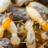 Mid-South Pest & Termite gallery