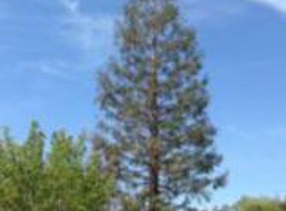 D Pro Tree Service - Fresno, CA