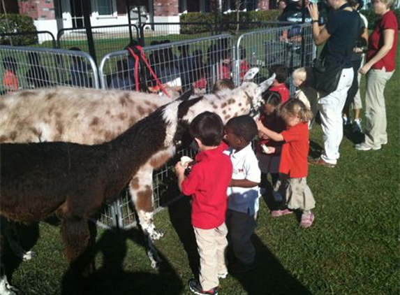 South Florida Pony Rental