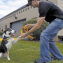 F.I.D.O.  Finishing Institute for Dog Ownership