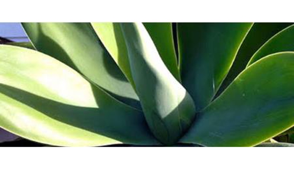 Australian Direct Cremations and Funeral Services - Woy Woy, NSW