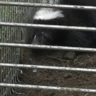 Mid Michigan Animal Control - Ionia, MI. Skunk trapping