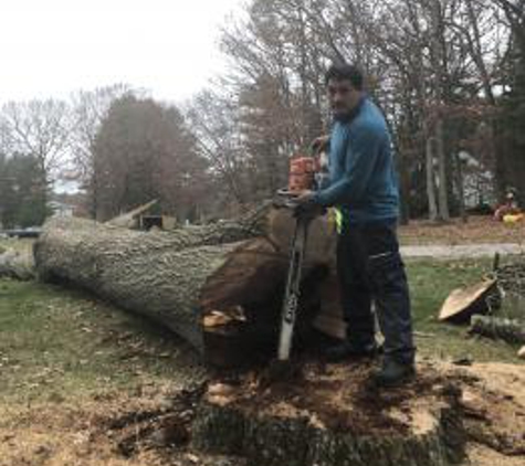 M&M Tree Service - Central Falls, RI