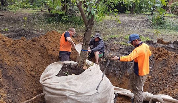 Tree Solutions - Rainbow Flat, NSW
