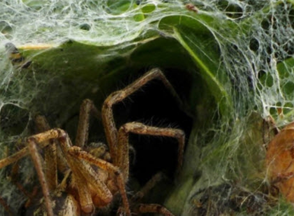 North Sydney Pest Management - Willoughby, NSW