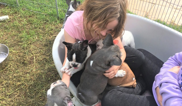 Tralinka French Bulldogs - Muchea, WA