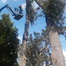 Blaze Tree Service Inc - Tree Service