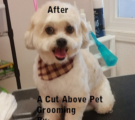 A Cut Above Pet Grooming - Auburn, CA