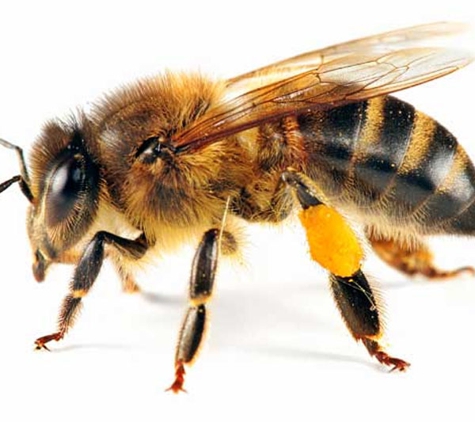 Mrs. Bzzz Pest & Termite Solutions - Wayne, NJ