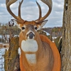 Sugar River Taxidermy gallery