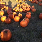 Pumpkin Town Farms