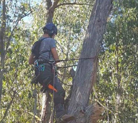 BSK tree services pty ltd
