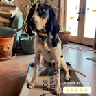 Boston to Dog Training Elite Bristol - Plymouth