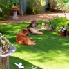 Home Sweet Home Pet Sitting and Dog Walking gallery