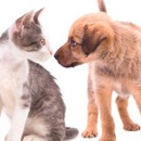 Timonium Animal Hospital  -  Lutherville - Veterinarians