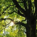 LS Landscapes & Tree Care - Tree Service