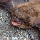 Friends Of Bats - Pest Control Services