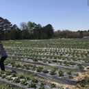 Cottle Strawberry Farm - Farmers Market