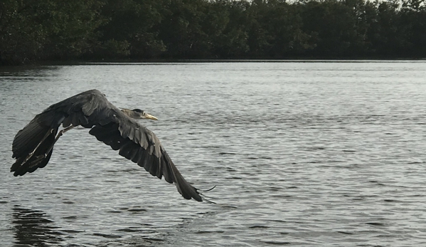 Naples Kayak Adventures - Naples, FL