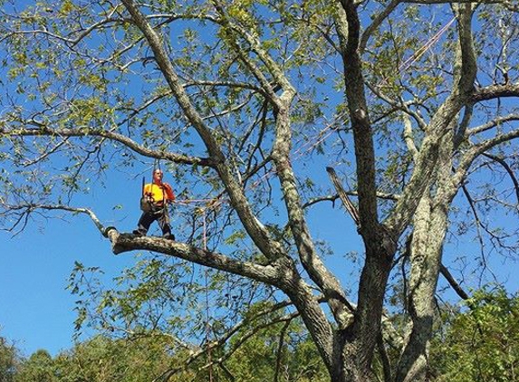 Staunton Tree Service Inc