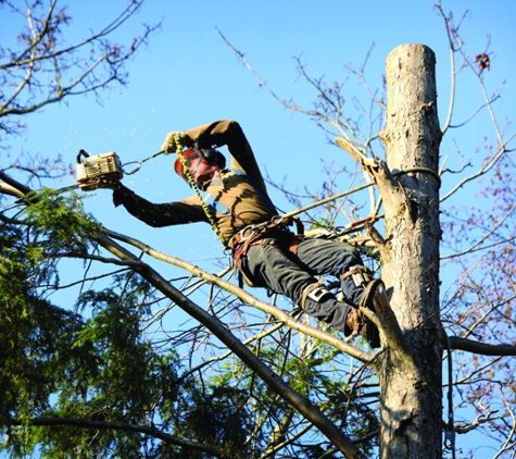 Ajax Tree Service, L.L.C. - Avon, OH