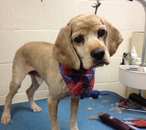 TookieDoo Grooming - Elgin, SC