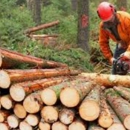 R.J. Nathe & Sons, Inc - Logging Companies