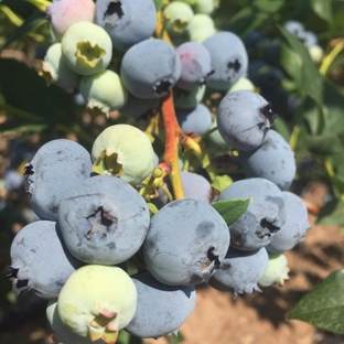 Blueberry Hill Farms & Nursery - Clinton, NY