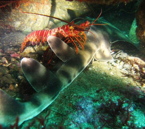 Scuba San Diego - La Jolla, CA