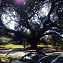 Thomasville's Historic Big Oak - Historical Places