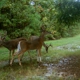 Wildlife Heritage Tree Nursery