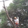 JM Tree Service gallery