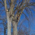 Hi-View Tree Service