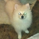 Tassones Pomeranians Kennels