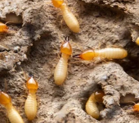 Chambers Pest Solutions - Hillarys, WA