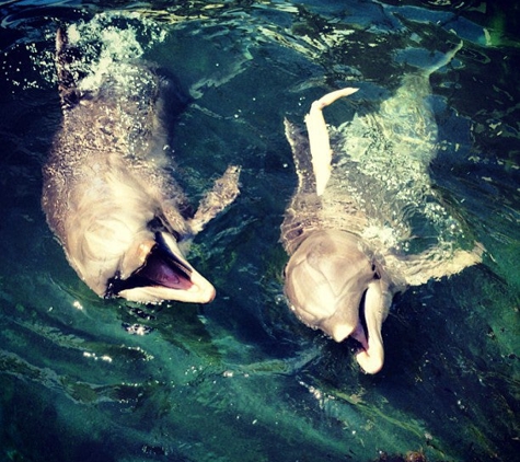 Dolphin Quest Oahu - Honolulu, HI