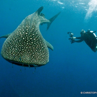 Narcosis Dive Charters - Palm Beach Gardens, FL