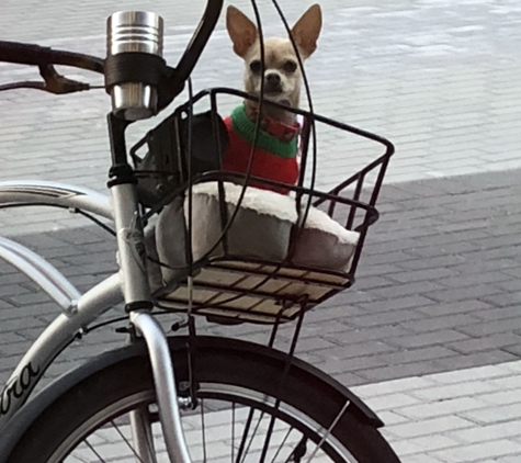 Lauderdale Cyclery - Fort Lauderdale, FL. Enzo Andolini official dog of LC